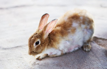 cute wild bunny rabbit