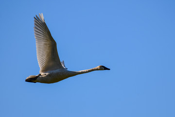 Trumpeter Swan in flight  over Skagit Valley, WA