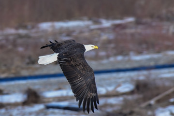 Eagle on Nooksack River in Northern Washington State.