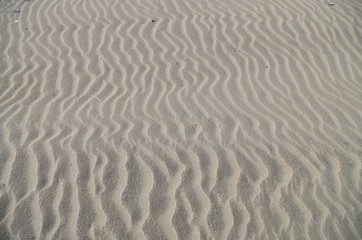 Fototapeta na wymiar 砂地の風紋