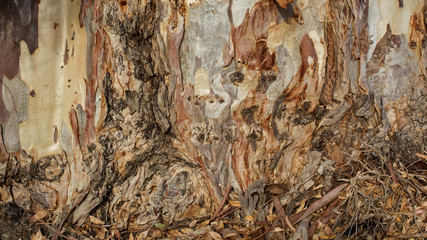 Wood texture and background of Eucalyptus bark