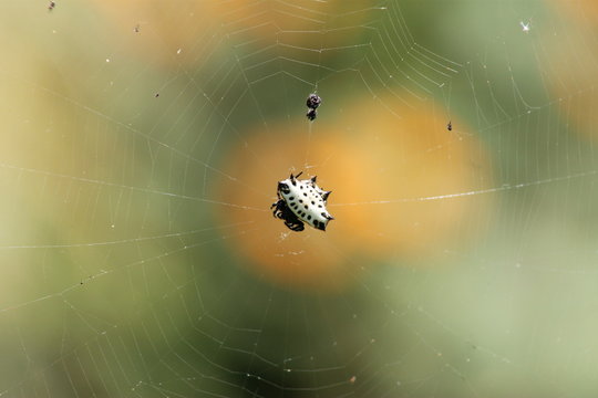 Ara&ntilde;a panadera