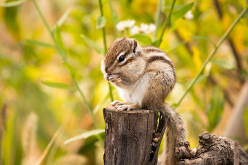  Chipmunk