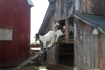 Obraz premium Young goats walking on a ramp from their sheltered barn