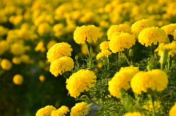 Marigolds in the garden with evening sunlight,natural concept.