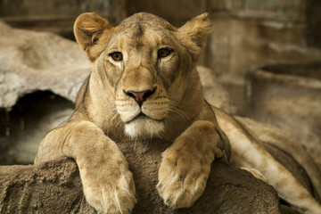 Fototapeta na wymiar Female lion / This photo was taken in a zoo