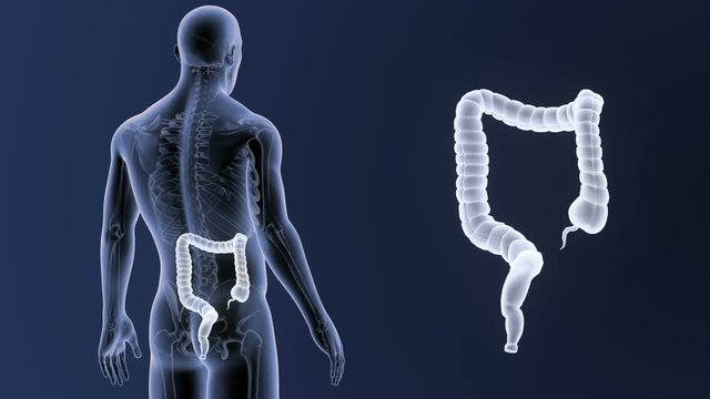 Large Intestine zoom with Skeleton
