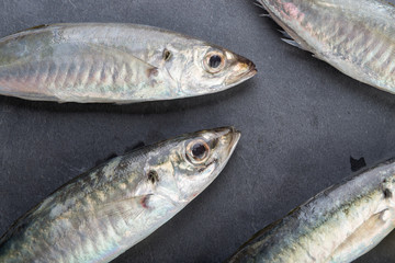 Fresh mackerel fish on rock plate