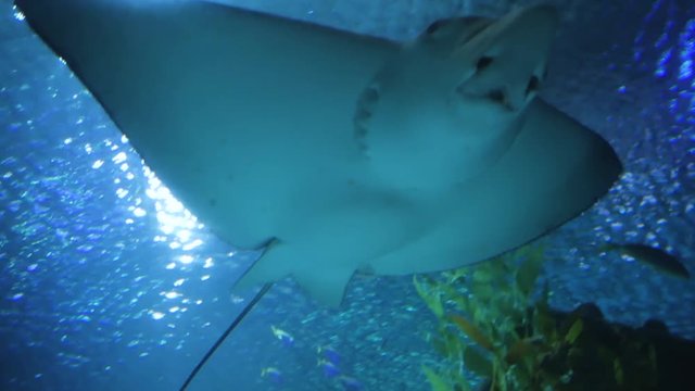 Sting ray swimming in aquarium