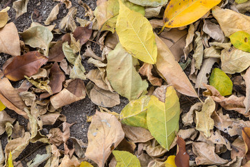 Dry leaves background, fallen leaves on ground
