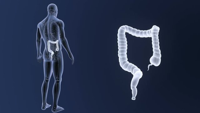 Large Intestine zoom with Anatomy