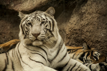 White tiger 