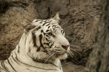 White tiger 