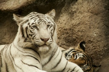 White tiger 