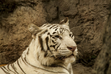 White tiger 