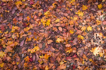 dry leaves background