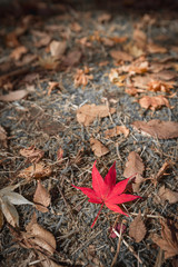 fallen red maple leaf