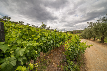 Fototapeta na wymiar Vine of Galicia