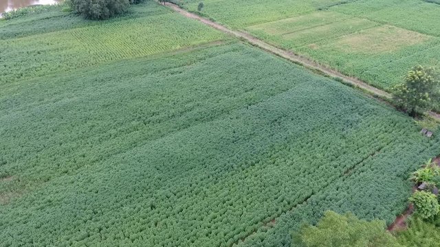 aerial view cassava tree plantation farming 