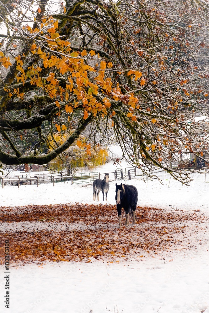 Wall mural horses in the fall