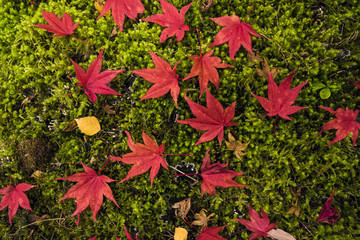 Mossy leaves in the northwest