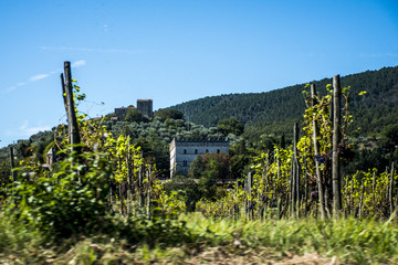 Wineyard in Italy Toscany Chianti Region Red Wine