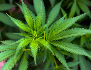 Naklejka na ściany i meble Green leafs of Hemp Cannabis, marijuana background