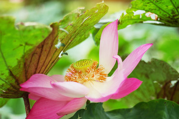 beauty of lotus with nature.