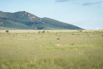 Sonoran Pronghorn Antelope