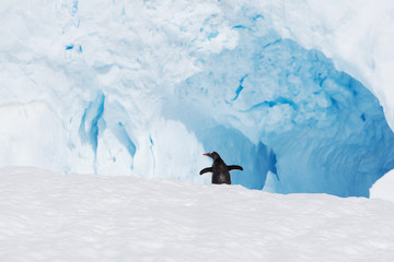 Fototapeta premium beautiful white icy hill with penguin in antarctic
