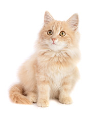 Fototapeta premium Cute little red kitten isolated on white background