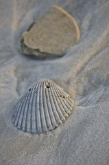 Fototapeta na wymiar Shells on the beach
