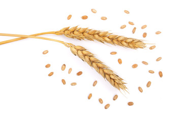 grain and ears of wheat isolated on white background. Top view