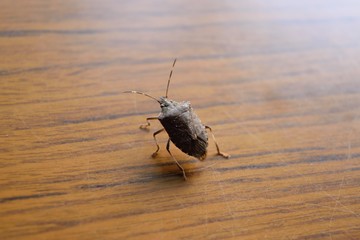 カメムシ