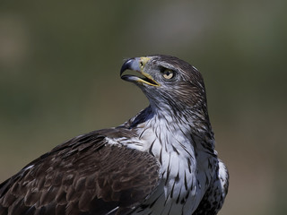 Bonellis eagle (Aquila fasciata)
