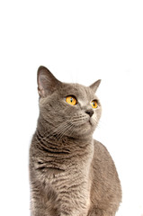 Gray cat on the white background