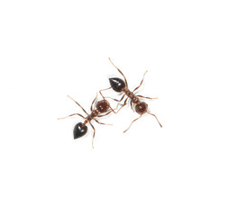 ants on white background