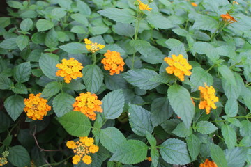 orange flowers