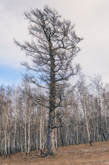 Wood closeup on the background of autumn forest