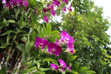 Purple Orchids
