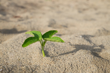 Beach morning-glory on the beach.