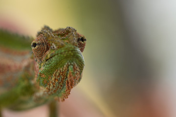 cameleon_3