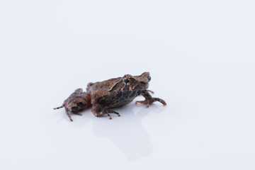 Xenophrys parva (Boulenger, 1893) : frog on white background. Amphibian of Thailand