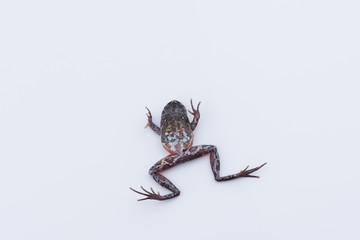 Xenophrys parva (Boulenger, 1893) : frog on white background. Amphibian of Thailand