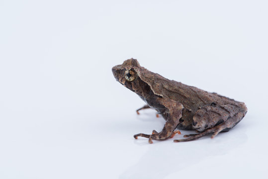 Xenophrys parva (Boulenger, 1893) : frog on white background. Amphibian of Thailand