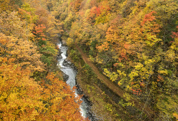 Obraz premium Lane in autumn