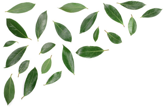 laurel isolated on white background with copy space for your text. Fresh bay leaves. Top view. Flat lay pattern