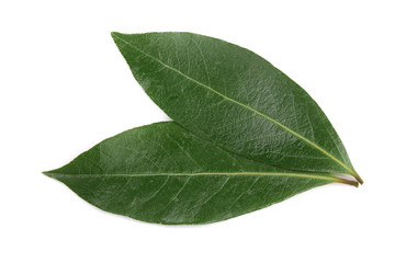 laurel leaf isolated on white background. Fresh bay leaves. Top view