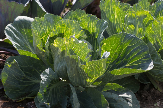 close look at vegetable plants on a cottage garden