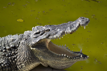 Crocodile with open mouth